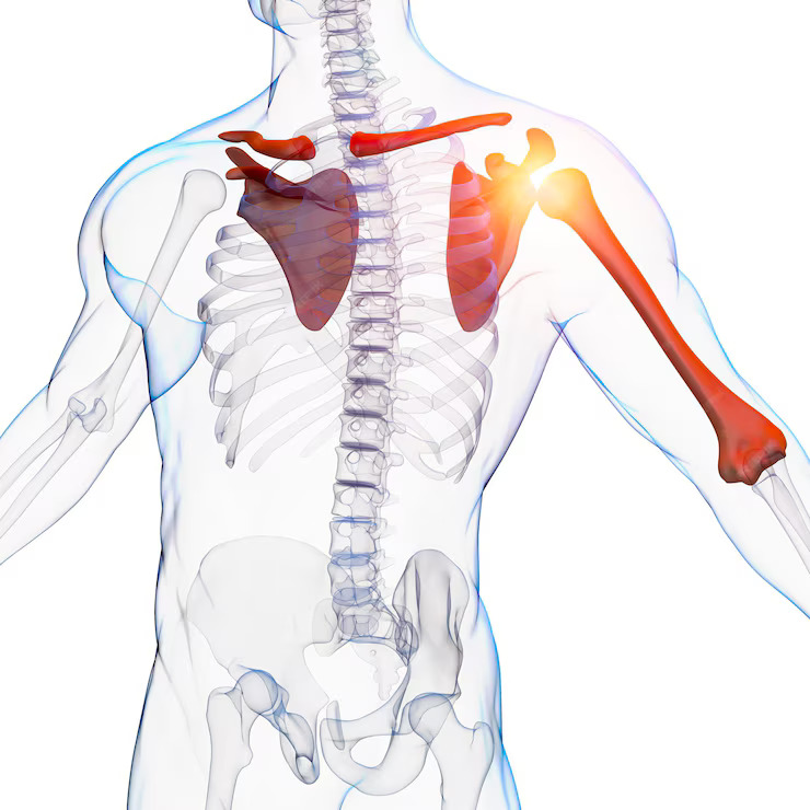 Anatomy Of The Shoulder: Understanding The Structures Involved